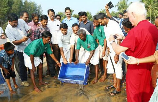 Olive Ridley turtles at Punnayoorkkulam