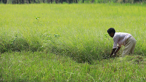 Ramacham / Vetiver