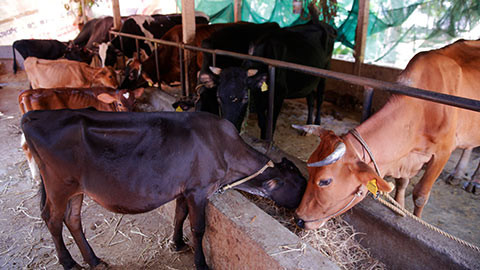 Cattle farm visit